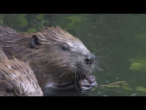 European Beaver