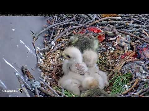 Cornell Red-Tailed Hawks 10.05.2021 15:12