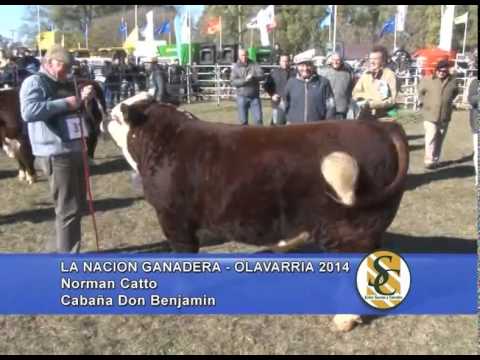 La Nación Ganadera 2014 - Gran Campeon Macho - Cabaña Don Benjamín