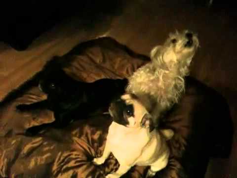 INARA HAPPY BIRTHDAY