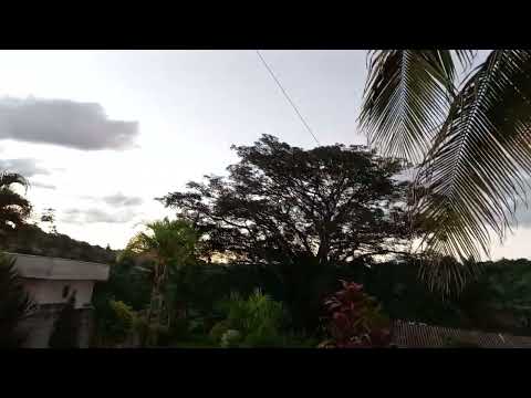 As ovelhas berrando.