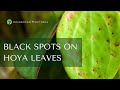 Why Is My Hoya Getting Black Spots? Let's Chat About Edema & Those Watering Oopsies!