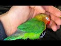 How to TRAIN Your little LoveBird parrot | Step by step