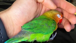 How to TRAIN Your little LoveBird parrot | Step by step
