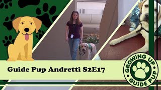 GUGP Season 2 - Week 17 - Guide Pup Andretti
