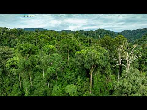 Sounds of the dawn chorus