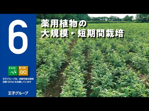 古代の薬用植物 トピックス
