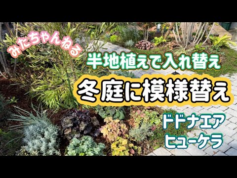 plante vivace couvre-sol –Mukdenia rossii -feuilles-décoratives-orange