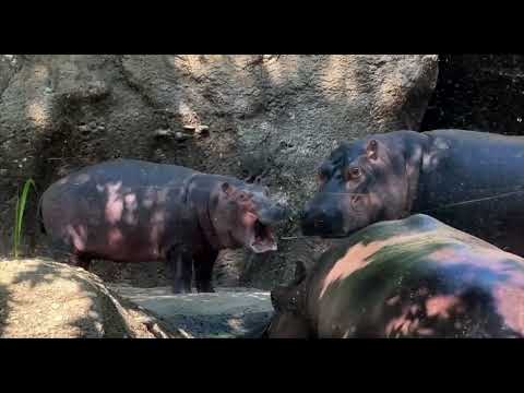 Fritz and Fiona Picking on Each Other - Cincinnati Zoo