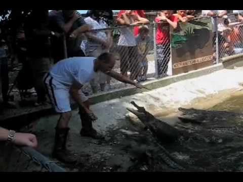 Untamed and Uncut - Gator Attacks Handler