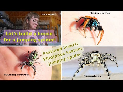 Jumping Spider Courtship Phidippus kastoni