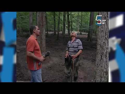 Šerine gljive brestovače - doživljaji u šumama oko Morovića