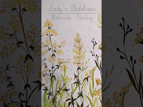 Wildflower Watercolor Painting: Lady's Bedstraw