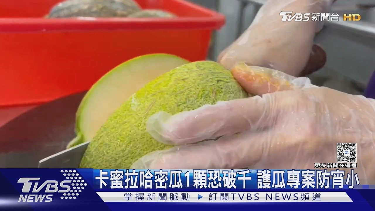 卡蜜拉哈密瓜1顆恐破千 護瓜專案防宵小