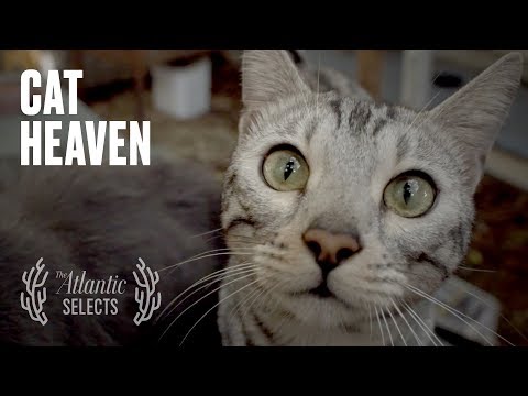 All Cats Go to Heaven - YouTube