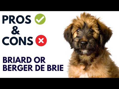 Briard Dog Breed Pros and Cons | Briard Advantages and Disadvantages