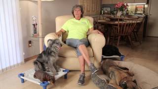 Why Do Dogs Bark When the Doorbell Rings? : Dog Training & Care