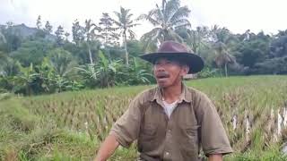 Download lagu Sisindiran sunda lucu parahπ mp3 Download lagu Sisindiran sunda lucu parahπ mp3