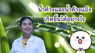 ep.28 วิทยาศาสตร์ ป.5 เรื่อง น้ำค้างและน้ำค้างแข็ง เกิดขึ้นได้อย่างไร by ครูเมย์ ชนากานต์