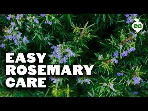 Growing Rosemary is SO Easy, You'll Have to Try To Kill It