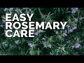 Growing Rosemary is SO Easy, You'll Have to Try To Kill It