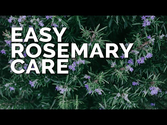 Video Pronunciation of Rosemary in English