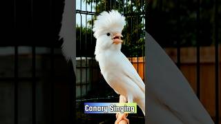 Download lagu Best Canary Training | Canary Singing #galerikenariindonesia #birdsinging #canary #kenari3in1 mp3 Download lagu Best Canary Training | Canary Singing #galerikenariindonesia #birdsinging #canary #kenari3in1 mp3