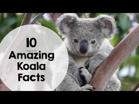 10 Amazing Koala Facts