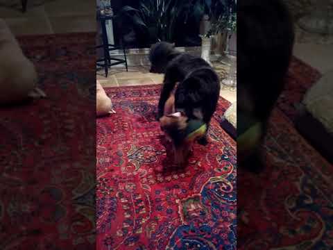 Meko and Max more puppy play #justice4meko