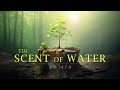 The Scent of Water - Pastor Stacey Shiflett