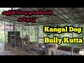 ഭീകരൻ ഡോഗ്സിനെ വളർത്തുന്ന 21 വയസുകാരൻ|Kangal|Bully Kutta|D