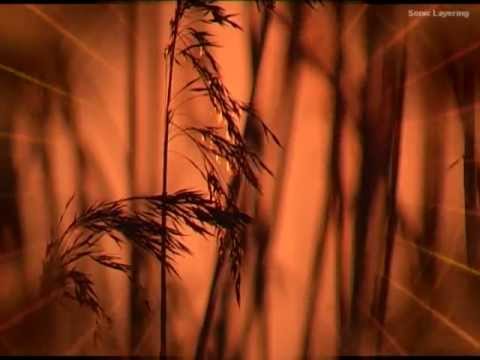 Zara (Dawn) Shakuhachi world music (short relax mixchill)