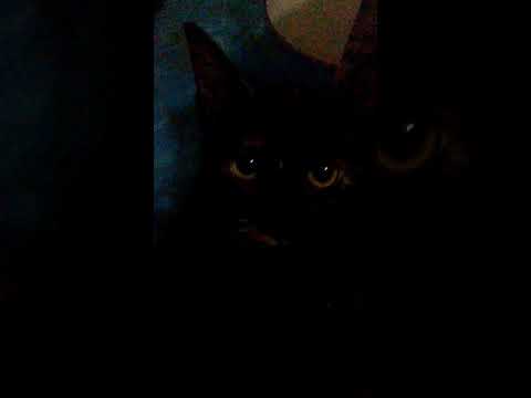 Gatita Sisi tiene hambre temprano.