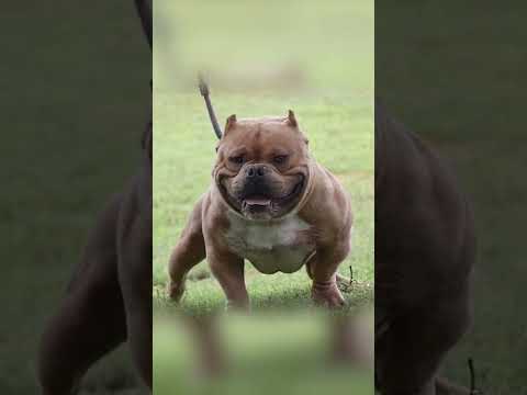 Blue Fawn, Extreme American Bully named "Kojak" (China Boy son)