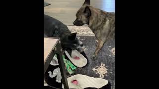 Video preview image #1 Chihuahua-Unknown Mix Puppy For Sale in Corona, CA, USA