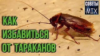 САМЫЙ ПРОСТОЙ СПОСОБ избавится от ТАРАКАНОВ - Youtube видео САМЫЙ ПРОСТОЙ СПОСОБ избавится от ТАРАКАНОВ - Youtube видео