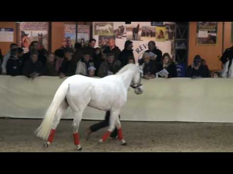 ♂ Hermes d'Authieux- jumping stallion  (AC) by Ithuriel