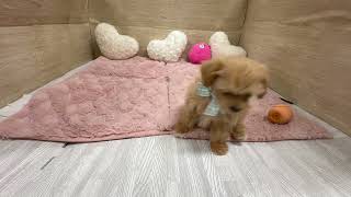 ハーフ犬の動画01