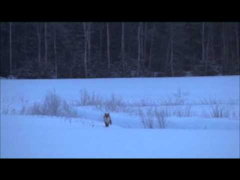 zvuky předladěné vábničky "Pre-tuned"