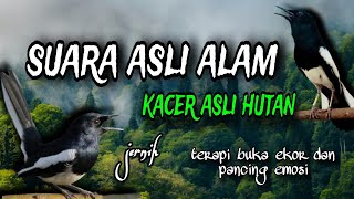 Download lagu SUARA ASLI burung Kacer hutan mp3