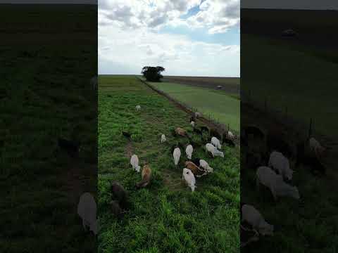 Pecuária Maracaju-MS #pecuaria #agropecuaria #pasto #agro #brasil #matogrossodosul #gado