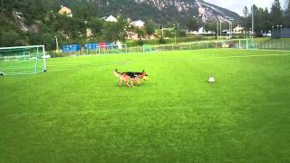 German sheperd in movement