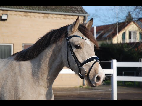 *2018 Charmeur de Luxe von FS Champion de Luxe - FS Don't Worry