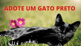 A importncia de dar uma chance aos gatos pretos