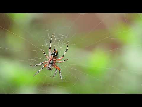 free download stock footage Spider