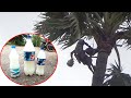 Pure TODDY ALCOHOL Collection In Rain Natural Palm Tree Juice Neera Village Drink Sea Foods