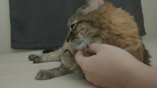 Petting my cat who pretends she hates everything (and doesn't purr very loud)