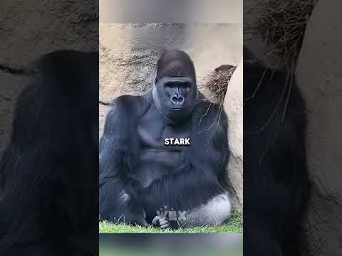 Thirsty Robin Fell Into Gorilla Cage 😱🦍 #shorts