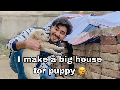 Don't hurt Animals 💔🙏🏻i Save a puppy's life 🥰 | vlog 26