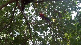 preview picture of video 'The Gilbert Adventure Scarlet Macaws in Alanje Panama'